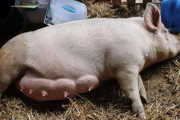 母猪产仔需要多长时间，通常需要2-3小时