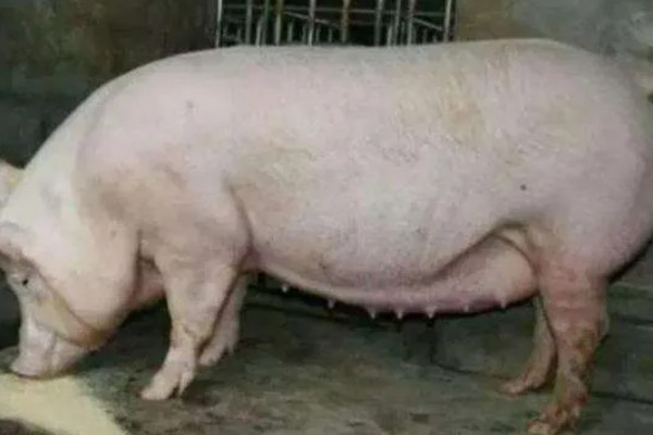 母猪产仔需要多长时间，通常需要2-3小时