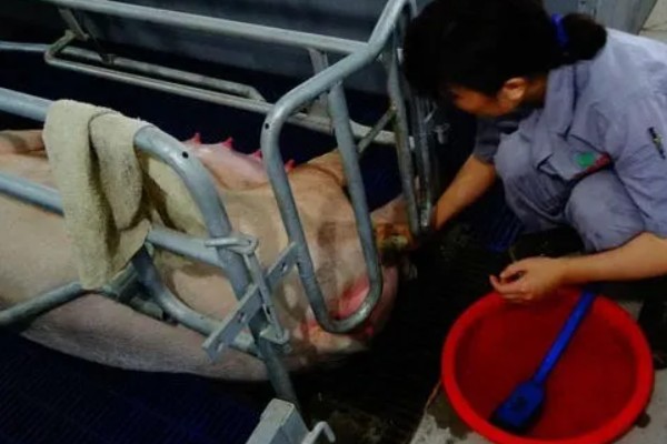 母猪产仔需要多长时间，通常需要2-3小时