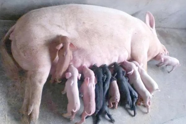 母猪产仔需要多长时间，通常需要2-3小时