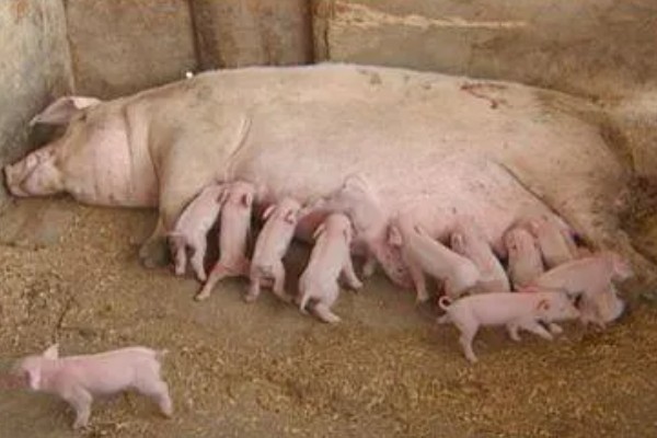 母猪产仔需要多长时间，通常需要2-3小时