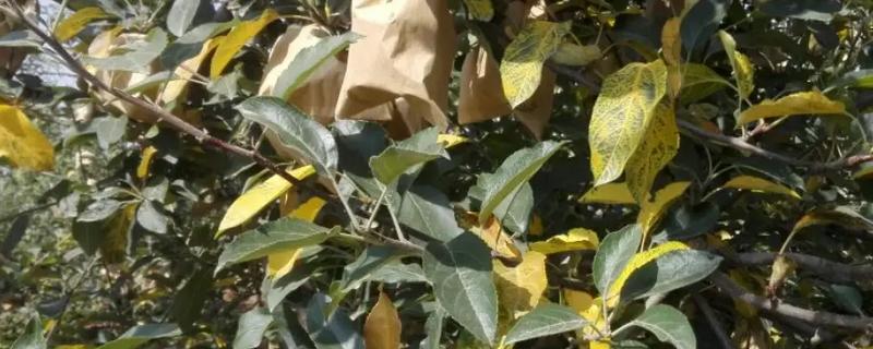 果树黄叶是什么的原因，温度过高或过低均会导致