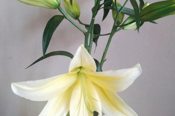 百合花的种植方法，生长期每周要转动花盆一次