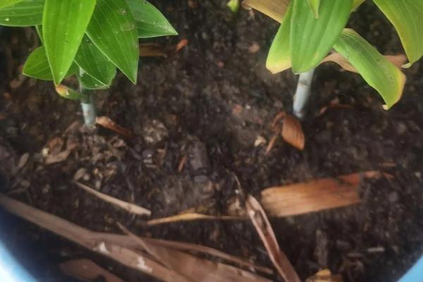 百合花的种植方法，生长期每周要转动花盆一次