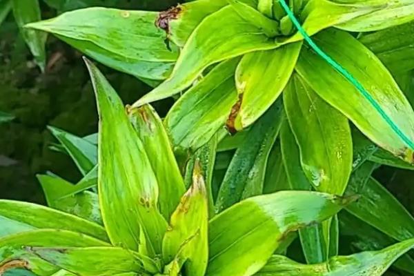 百合花的种植方法，生长期每周要转动花盆一次