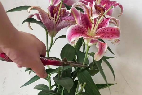 百合花的种植方法，生长期每周要转动花盆一次