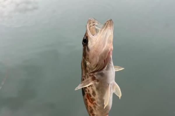 钓鳜鱼用什么钓法，可以采用传统钓方式