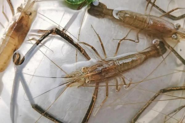 钓鳜鱼用什么钓法，可以采用传统钓方式