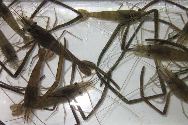 钓鳜鱼用什么钓法，可以采用传统钓方式