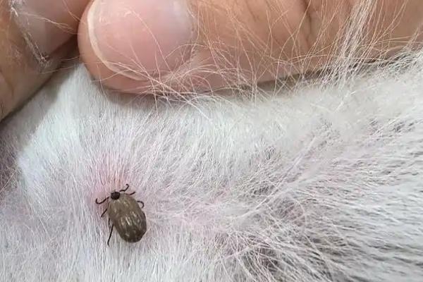 狗身上的虫子是什么，可能是跳蚤、虱子或蜱虫