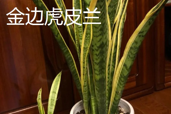 虎皮兰的品种，常见的有金边虎皮兰、广叶虎皮兰等