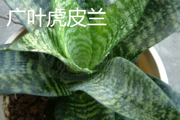 虎皮兰的品种，常见的有金边虎皮兰、广叶虎皮兰等