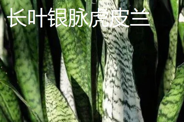 虎皮兰的品种，常见的有金边虎皮兰、广叶虎皮兰等