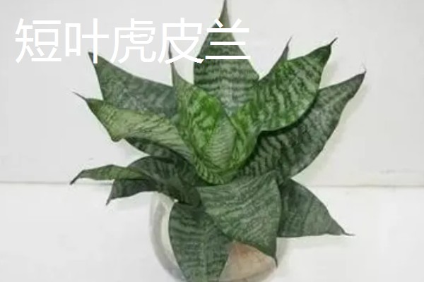 虎皮兰的品种，常见的有金边虎皮兰、广叶虎皮兰等
