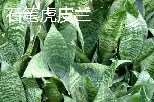 虎皮兰的品种，常见的有金边虎皮兰、广叶虎皮兰等