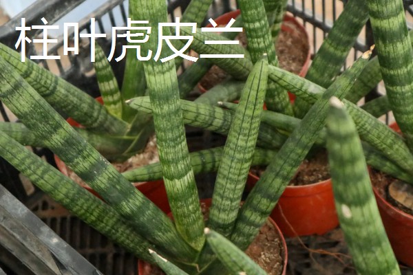 虎皮兰的品种，常见的有金边虎皮兰、广叶虎皮兰等