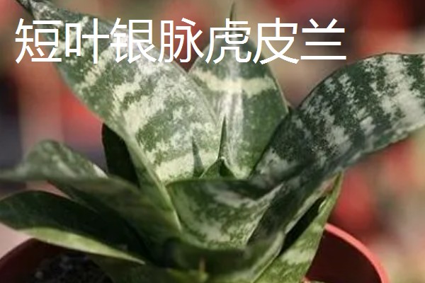 虎皮兰的品种，常见的有金边虎皮兰、广叶虎皮兰等