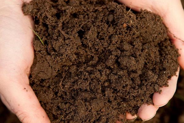 百合花的种植方法，生长期每周要转动花盆一次