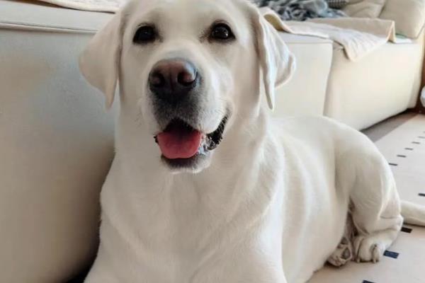 哪些狗狗的脾气好，有拉布拉多犬、金毛犬等