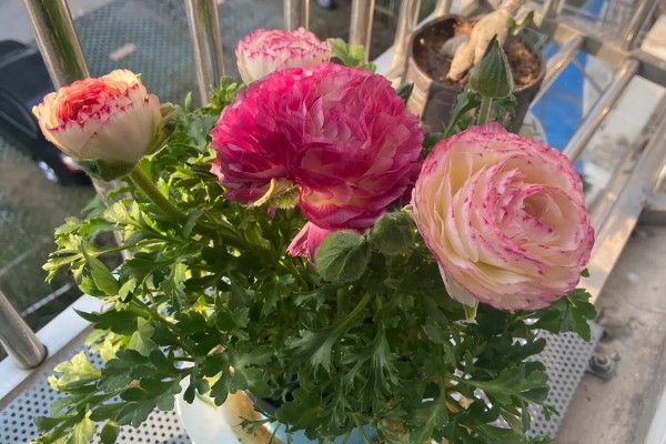 花毛茛叶子发黄怎么处理，可及时补充水分