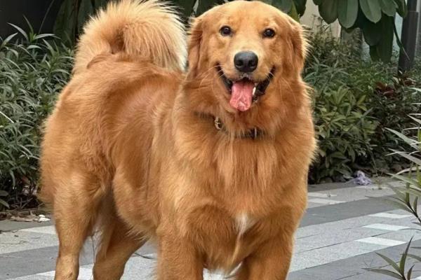 哪些狗狗的脾气好，有拉布拉多犬、金毛犬等