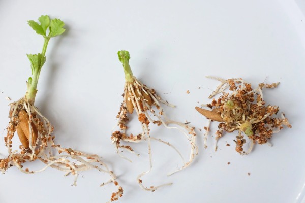 花毛茛叶子发黄怎么处理，可及时补充水分