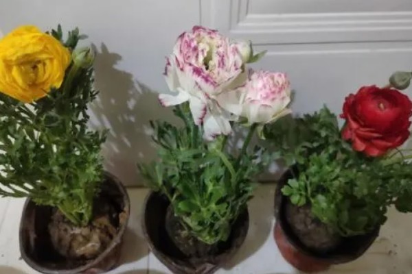 花毛茛叶子发黄怎么处理，可及时补充水分