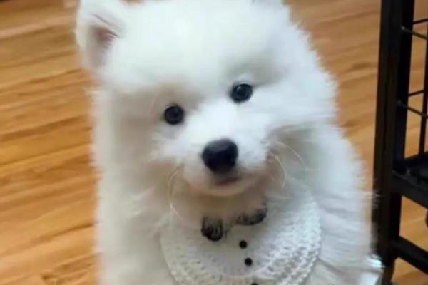 哪些狗狗的脾气好，有拉布拉多犬、金毛犬等