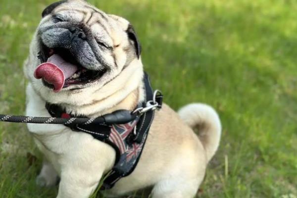 哪些狗狗的脾气好，有拉布拉多犬、金毛犬等