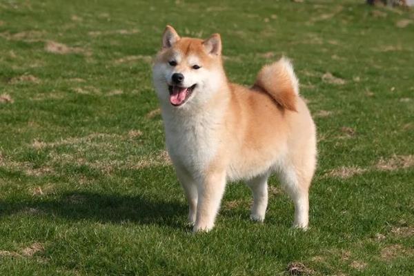 哪些狗狗的脾气好，有拉布拉多犬、金毛犬等