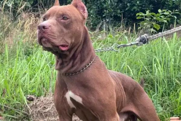 哪些狗狗的脾气好，有拉布拉多犬、金毛犬等