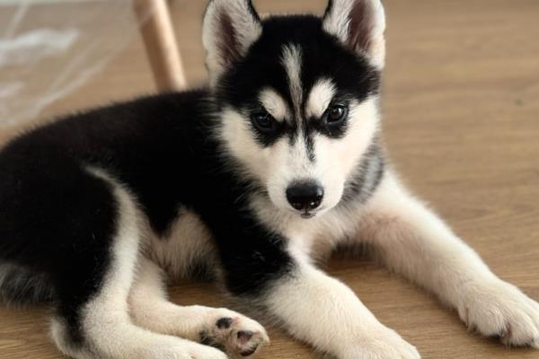 哪些狗狗的脾气好，有拉布拉多犬、金毛犬等