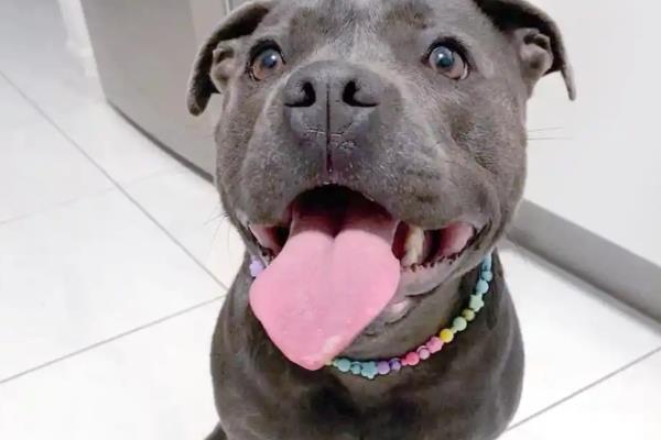 哪些狗狗的脾气好，有拉布拉多犬、金毛犬等