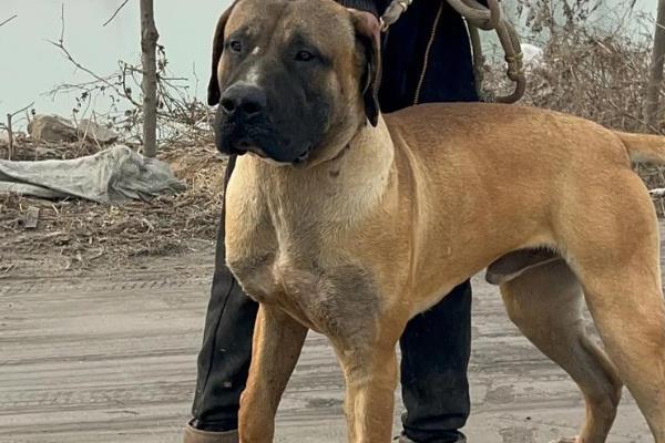 哪些狗狗的脾气好，有拉布拉多犬、金毛犬等