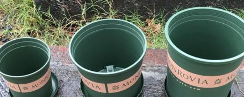 加仑盆适合种哪些植物，适合木本类植物