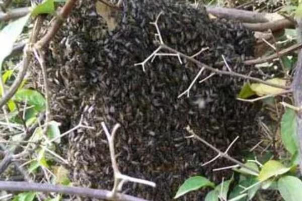 怎么找野生蜜蜂窝，可以在蜜源丰富的地方观察