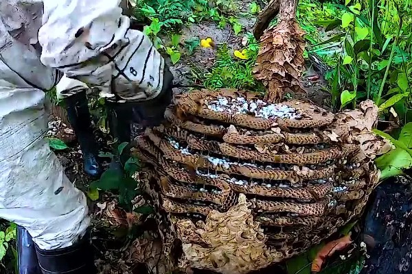 怎么找野生蜜蜂窝，可以在蜜源丰富的地方观察