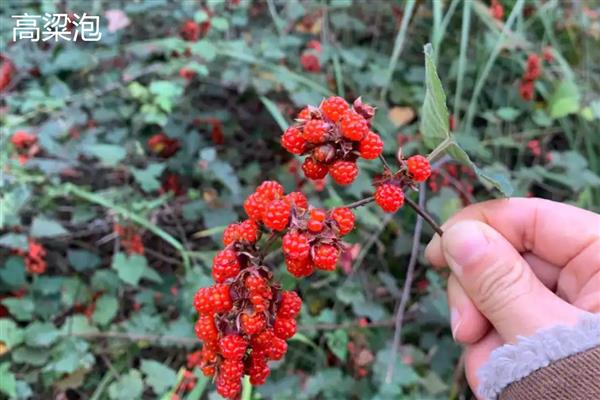 高粱泡和覆盆子的区别，颜色和味道均不同