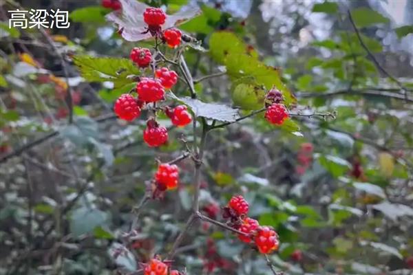 高粱泡和覆盆子的区别，颜色和味道均不同