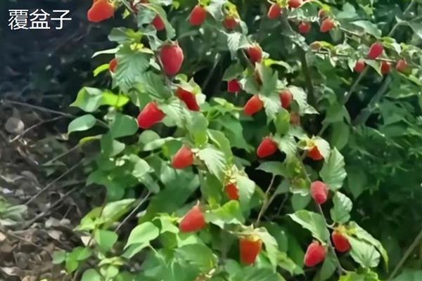 高粱泡和覆盆子的区别，颜色和味道均不同