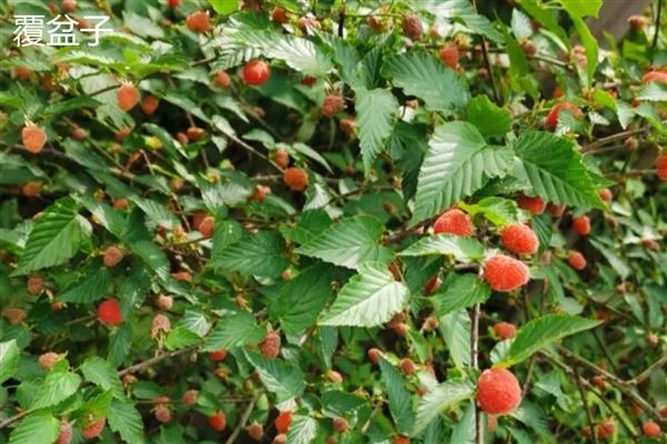 高粱泡和覆盆子的区别，颜色和味道均不同