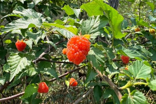 高粱泡和覆盆子的区别，颜色和味道均不同