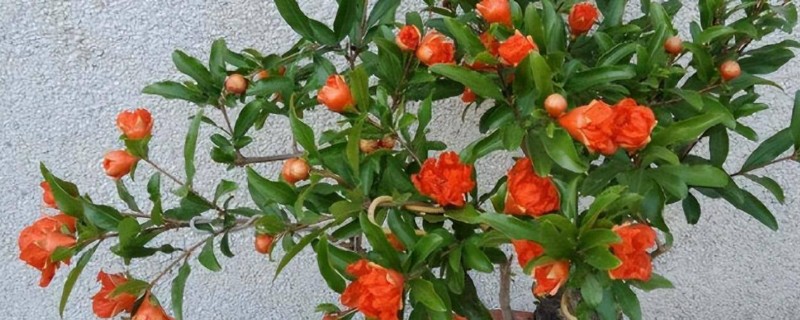 盆栽石榴花冬季掉叶子怎么处理,冬季掉叶属于正常现象