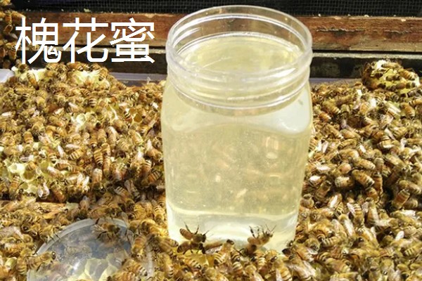 荆条蜜和槐花蜜对比，后者的色泽和口感都更好
