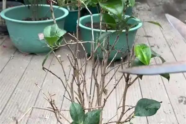 开完花的茶花如何修剪，应及时修剪残花败花