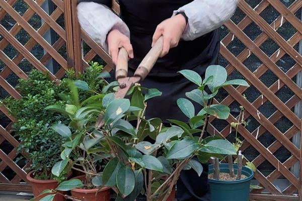 开完花的茶花如何修剪，应及时修剪残花败花