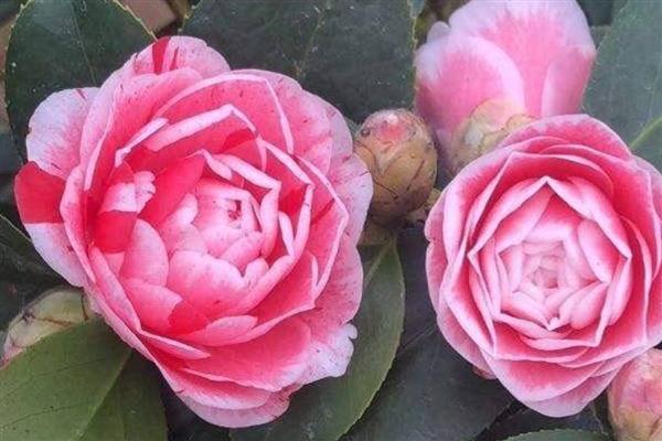 开完花的茶花如何修剪，应及时修剪残花败花