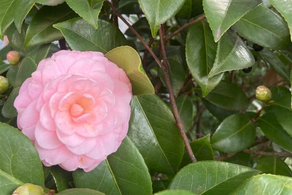 开完花的茶花如何修剪，应及时修剪残花败花