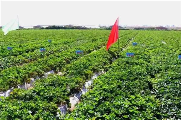 种黄河蜜施哪种肥，以施加复合肥、流体肥料等为主