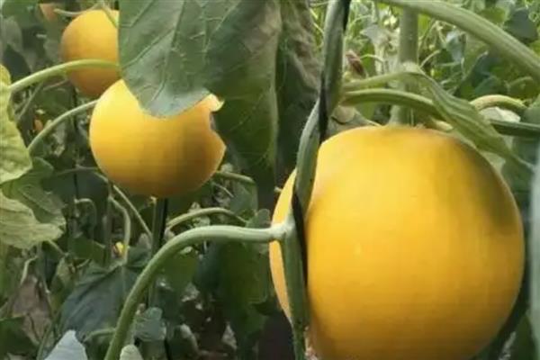 种黄河蜜施哪种肥，以施加复合肥、流体肥料等为主